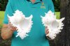 Two Ramose Murex Shells, Giant Murex, 8-1/4 and 8-1/2 inches (You are buying the two murex shells shown) for $10.00 each.