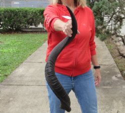 Kudu horn for sale measuring 36 inch, for making a shofar for $85
