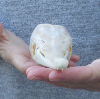 A-Grade 12-1/2 inch by 2-1/2 inch longnose gar skull (Lepisosteus osseus) for $115.00