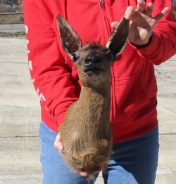 Real African Grey Female Duiker Shoulder mount (Sylvicapra grimmia) 15 inches tall  for $275.00