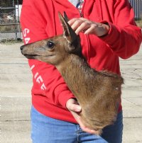 Real African Grey Female Duiker Shoulder mount (Sylvicapra grimmia) 15 inches tall  for $275.00
