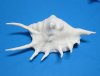 4" to 5-1/2" Wholesale Dyed White Lambis Lambis Spider Conchs, White Shells - Bag of  25 @ .35 each;