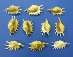 Wholesale Milleped Spider Conch Shells 3-1/2 to 5 inches - Minimum: 2 Packs - Pack of 10 @ .35 each; Minimum: 2 - Pack of 60 @ .315 each