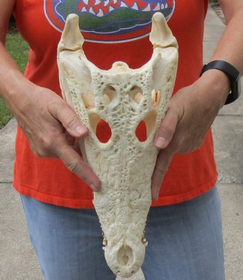 <font color=red>REDUCED PRICE - SALE!</font> A-Grade Nile crocodile skull from Africa - $255