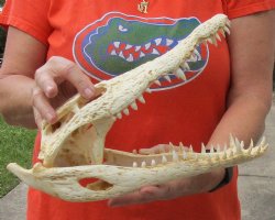 <font color=red>REDUCED PRICE - SALE!</font> B-Grade Nile crocodile skull from Africa - $125