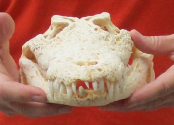 <font color=red>REDUCED PRICE - SALE!</font> B-Grade Nile crocodile skull from Africa - $125