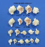 Pink Mouth Murex Shells