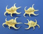 Wholesale Rugosa Arthritic Spider conch Shell 3" - 5" Packed 12 pieces @ $1.50 each; 36  (3 packs) @ $1.35 each