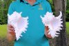 Two Ramose Murex Shells, Giant Murex, 7-3/4 inches (You are buying the two murex shells shown) for $10.00 each.