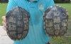 2 piece lot of 7 inch Red Eared Slider Turtle Shells - You are buying the two turtle shells shown for $10.00 each