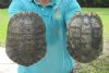 2 piece lot of 7 inch Red Eared Slider Turtle Shells - You are buying the two turtle shells shown for $10.00 each