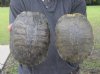 2 piece lot of 7 inch Red Eared Slider Turtle Shells - You are buying the two turtle shells shown for $10.00 each