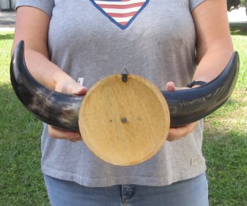 Polished Buffalo horns on 15 inch wall mount - $35
