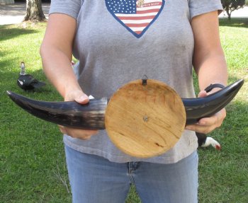 Polished Buffalo horns on 18 inch wall mount - $35