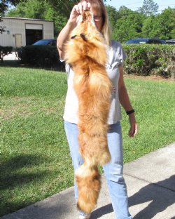 Red Fox fur pelt, t...