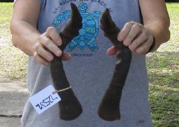 Matching Pair of African Female hartebeest horns with bone core 17 inches for $35