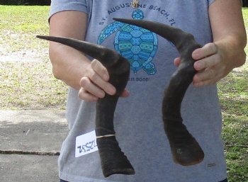 Matching Pair of African Female hartebeest horns with bone core 17 inches for $35
