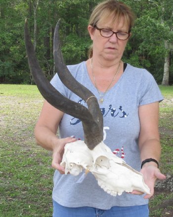 B-Grade Kudu Skull and 24 inch Horns -  $145