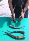 Five Blesbok Horns Wholesale  12" to 16" (You are buying the 5 horns pictured) for $9.50 each
