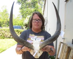 24 inch kudu horns ...