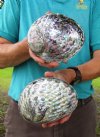 Two 6 inch Polished pink abalone shells (You are buying the two shells shown) for $12.50 each.