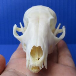 B-Grade 4-1/2" South African Cape Fox Skull - $55