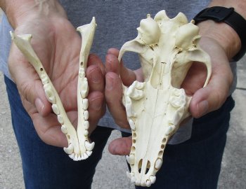 6-1/2 inches African Black-Backed Jackal Skull for $60