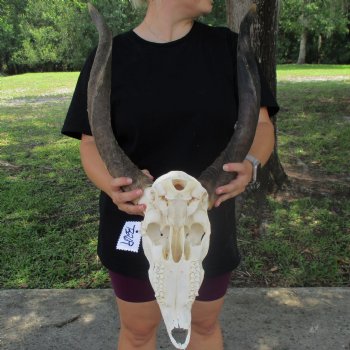 African Nyala Skull with 23" Horns - $190.00