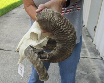 African Merino Ram/Sheep Skull with 29 and 30 inch Horns - $160