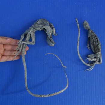 2 Preserved North American Iguanas, 12-1/2" & 21" - $50
