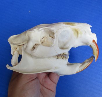 North American Nutria skull 4-1/2" x 3" for $45 
