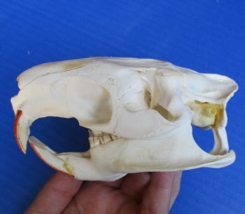 North American Nutria skull 4-3/4" x 3" for $45 
