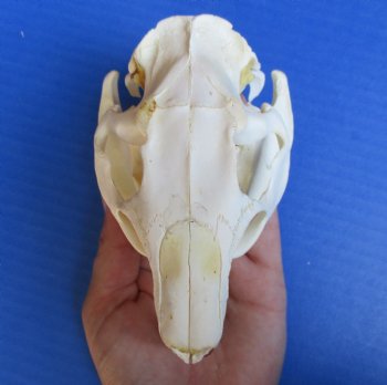 North American Nutria skull 4-3/4" x 3" for $45 