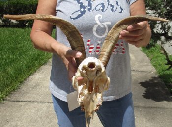 Goat Skull with 15 and 16 inch horns - $120