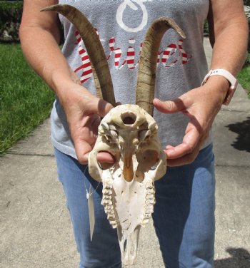 Goat Skull with 12 and 13 inch horns - $120