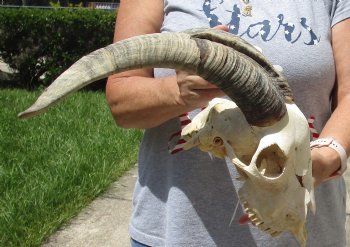 Goat Skull with 15 and 16 inch horns - $120