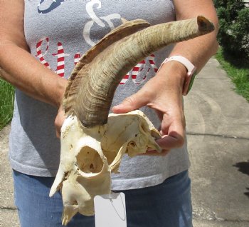 Goat Skull with 13 and 14 inch horns - $120