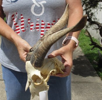 Goat Skull with 12 and 13 inch horns - $120