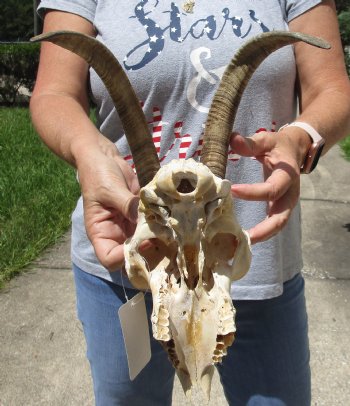 Goat Skull with 11 and 12 inch horns - $120