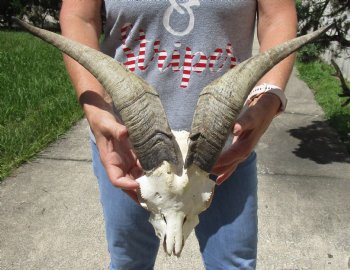 Goat Skull with 14 and 15 inch horns - $120