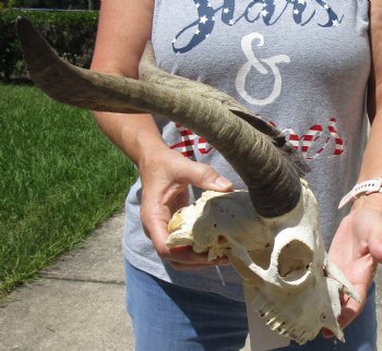 Goat Skull with 14 and 15 inch horns - $120