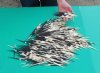 500 African Porcupine Quills for quill art, 5-1/2 to 7 inches - You are buying the quills shown for .37 each.