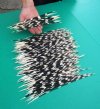 100 African Porcupine Quills for quill art, 10 to 13 inches - You are buying the quills shown for .46 each.
