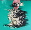 200 Thick African Porcupine Quills for quill art, 7-1/2 to 8-1/2 inches - You are buying the quills shown for .45 each.