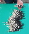 200 Thick African Porcupine Quills for quill art, 7 inches - You are buying the quills shown for .42 each.