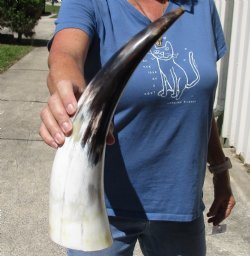 16 inch White Polished Cow/Cattle horn for $23