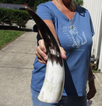 16 inch White Polished Cow/Cattle horn for $23