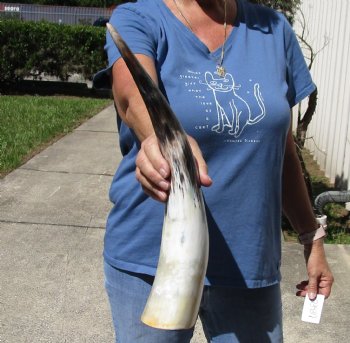 17 inch White Polished Cow/Cattle horn for $23