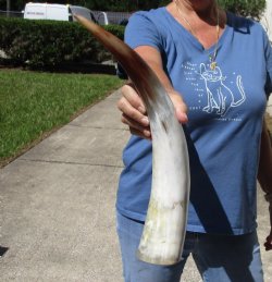 18 inch White Polished Cow/Cattle horn for $23
