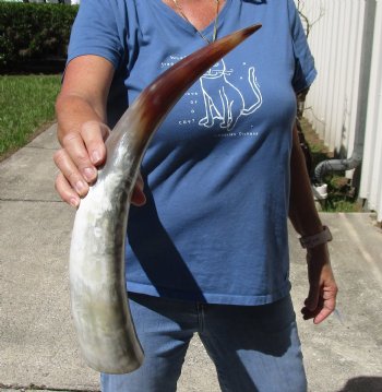 18 inch White Polished Cow/Cattle horn for $23